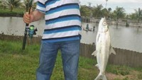 Waduh enak ya mancing langsung dapat ikan, tapi kayaknya ada typo tuh pak. Alhamdulillah, gk sia-sia sore tadi mancing. Baru nyampe lempar umpan langsung stroke. Mungkin maksudnya strike ya, Pak? Foto: Facebook Menjadi Bapak-bapak