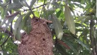 SelamaT syaNg pacx, sYa mauW nanYa, ini manGga jeniz ApA ya Pacx? Soal gD bangeT pacX. LokaSi dePan RuMah Pacx YanTo, ujar Pak Danang. Padahal itu kan sarang tawon, bukan mangga. Foto: Facebook Menjadi Bapak-bapak