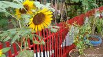 Foto: Kebun Cengek Pangandaran, Pedas tapi Cantik