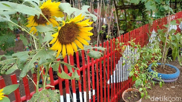 Foto: Kebun Cengek Pangandaran, Pedas tapi Cantik