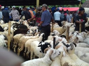Jelang Idul Adha, Harga Domba di Pasar Hewan Cianjur Melonjak