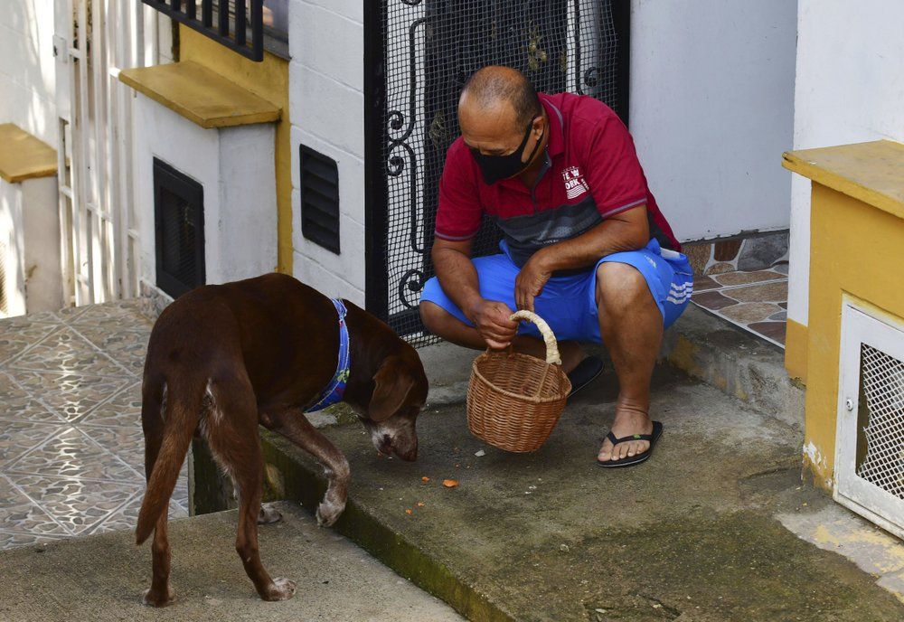 anjing pengantar di kolombia