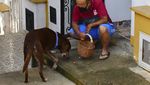 Potret Eros, Anjing yang Jadi Kurir di Tengah Pandemi