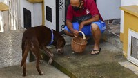 Eros dapat mengingat nama dari para pelanggan yang sering memberikannya hadiah dengan makanan. Maka dari itu, beberapa kali Eros melakukan latihan. Ia belajar untuk pergi ke rumah para konsumen dan sampai akhirnya dapat pergi sendiri. (AP Photo/Luis Benavides)