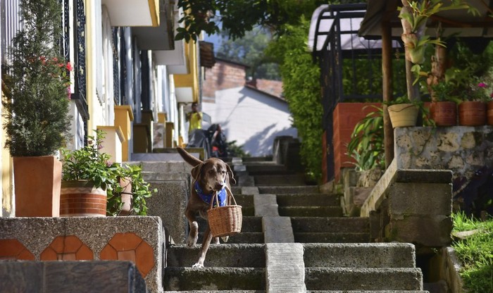 anjing pengantar di kolombia
