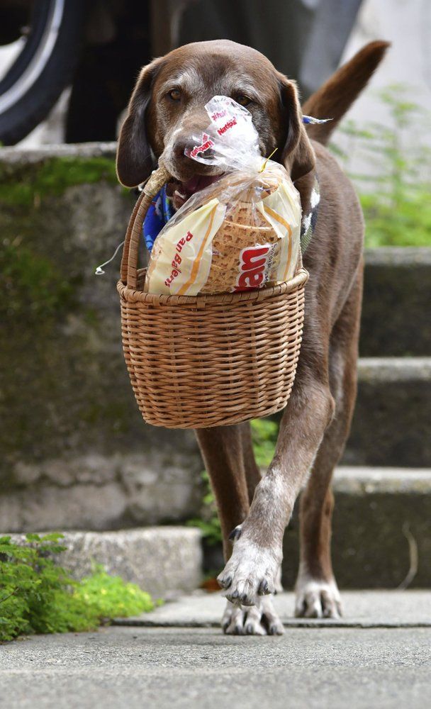 anjing pengantar di kolombia