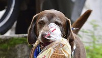 Namanya Eros, anjing berumur delapan tahun yang terlatih mengirimkan pesanan ke pelanggan selama pandemi. (AP Photo/Luis Benavides)