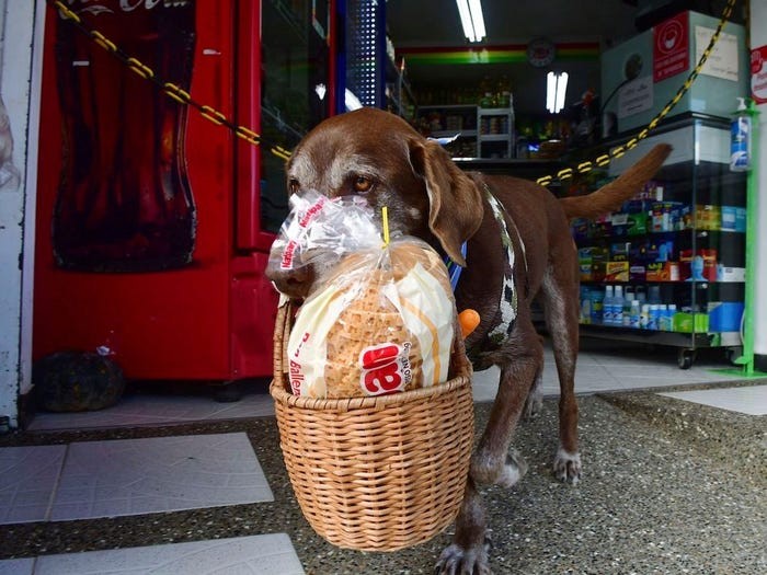 Anjing pengirim makanan Anjing pengirim makanan