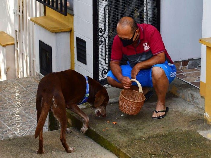 Anjing pengirim makanan