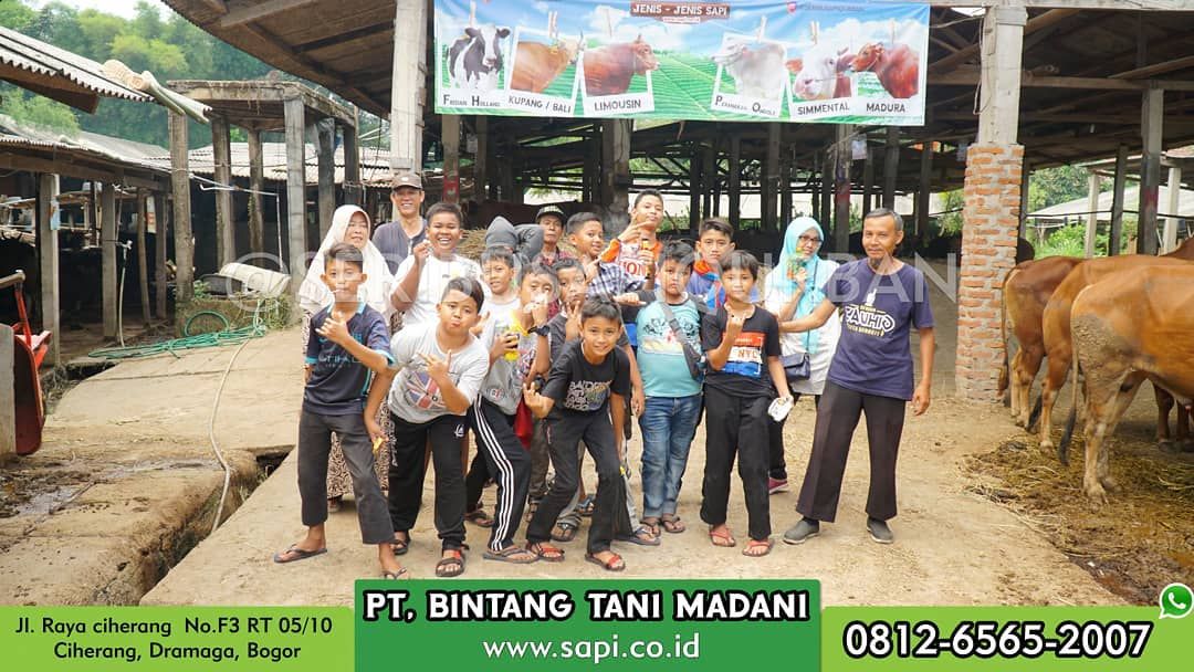 bocah kurban sapi