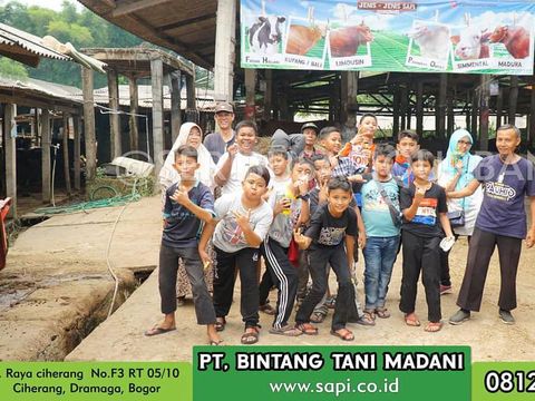 bocah kurban sapi