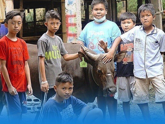 bocah kurban sapi
