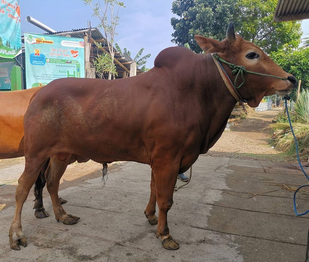 Keren! 28 Bocah Ini Patungan Beli 4 Ekor Sapi Kurban