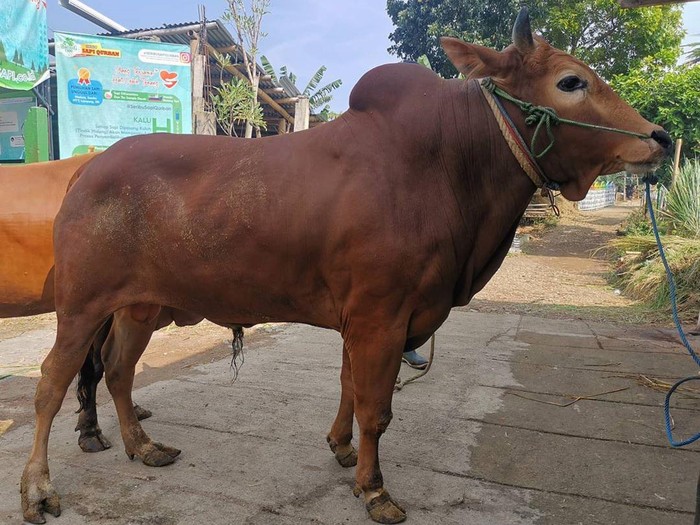 bocah kurban sapi bocah kurban sapi