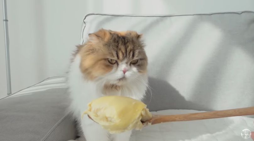 Hewan Makan Durian