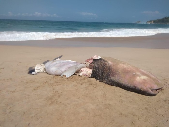Video hiu tutul terdampar di Pacitan viral di media sosial. Hiu itu sudah mati di pantai Desa Pager Kidul, Kecamatan Sudimoro.