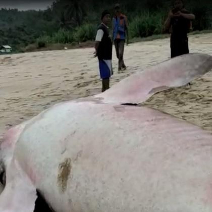 Video seekor hiu terdampar beredar di media sosial. Dalam video berdurasi 30 detik tersebut, tampak seekor hiu tutul tergeletak di atas pasir.