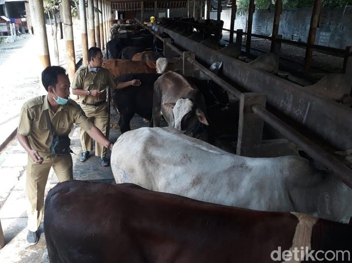 Jelang Idul Adha Ratusan Hewan Qurban Blitar Dikirim ke Luar Daerah