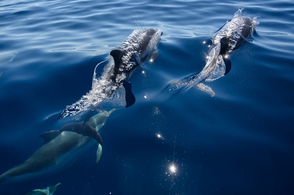 Lumba-lumba di laut mediterania Common dolphins swim close to a boat carrying an environmentalist team working to protect Cetaceans in the Mediterranean Sea near La Ciotat, southern France, on June 23, 2020. (Photo by Christophe SIMON / AFP)