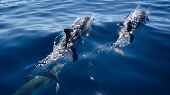 Common dolphins swim close to a boat carrying an environmentalist team working to protect Cetaceans in the Mediterranean Sea near La Ciotat, southern France, on June 23, 2020. (Photo by Christophe SIMON / AFP)