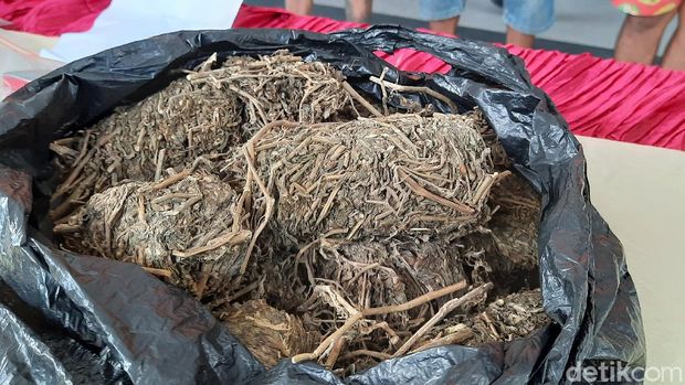 Para pengedar ganja kering di Sleman ditangkap polisi