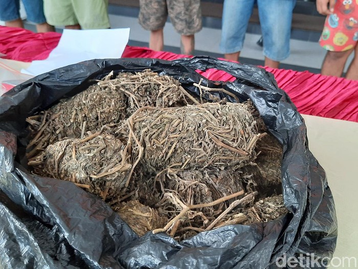 Para pengedar ganja kering di Sleman ditangkap polisi