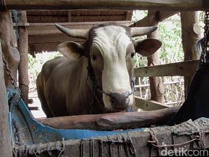 Jokowi Kurban 2 Sapi Limosin di Solo, Beratnya 1 Ton