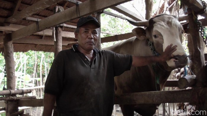 Puang Tedong, calon sapi kurban warga Polman, Sulbar, yang akan dibeli Presiden Jokowi untuk Idul Adha 1441 H (Abdy Febriadi/detikcom)