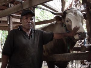 Melihat Puang Tedong di Polman, Calon Sapi Kurban Presiden Jokowi