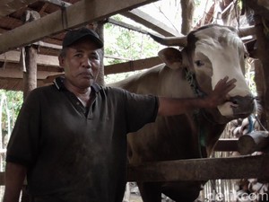 Video Puang Tedong, Sapi 1,2 Ton Calon Hewan Kurban Jokowi