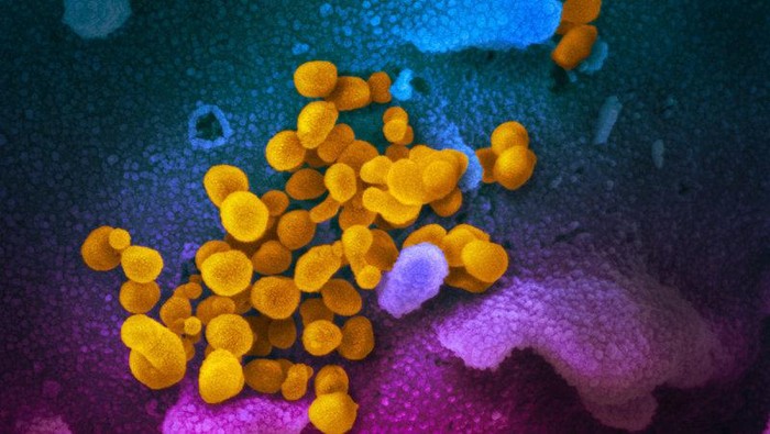 Virus Corona terbaru atau Sars-Cov-2 yang menjadi penyebab COVID-19 memang berbahaya. Tapi tampilannya di bawah mikroskop bisa sangat bertolak belakang.