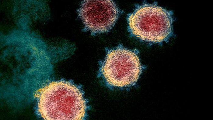Tampilan Virus Corona di Bawah Mikroskop, Cantik tapi Berbahaya Virus Corona terbaru atau Sars-Cov-2 yang menjadi penyebab COVID-19 memang berbahaya. Tapi tampilannya di bawah mikroskop bisa sangat bertolak belakang.