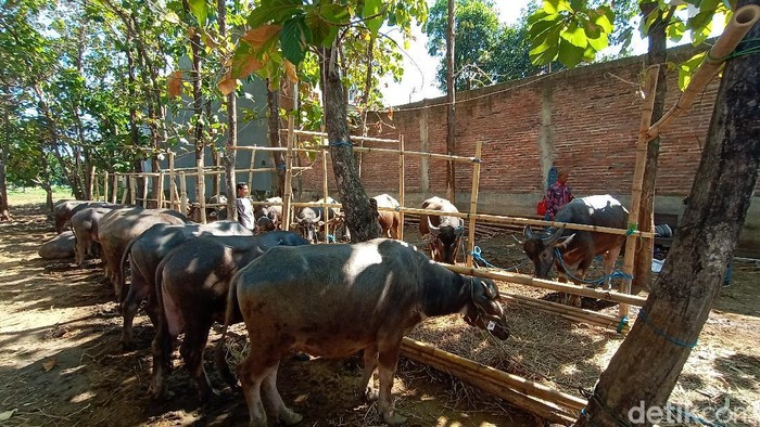 Ternak kerbau di Desa Singocandi Kecamatan Kota, Kudus