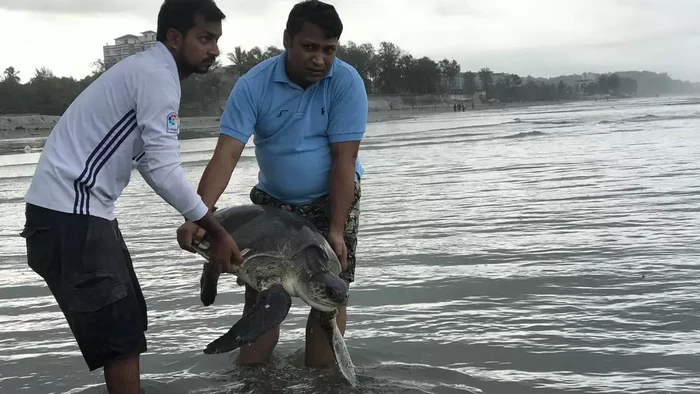 160 ekor kura-kura laut atau penyu berhasil diselamatkan dari jeratan limbah plastik (AFP Photo)