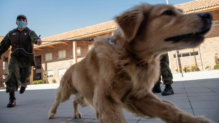 Anjing di Chile dilatih untuk mendeteksi virus Corona (AFP)