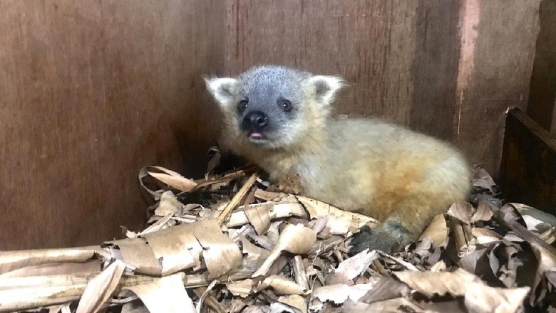 Binturong Fauna di Jakarta Aquarium.
