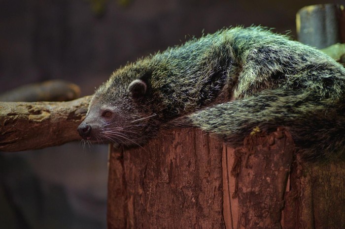 Fauna di Jakarta Aquarium.