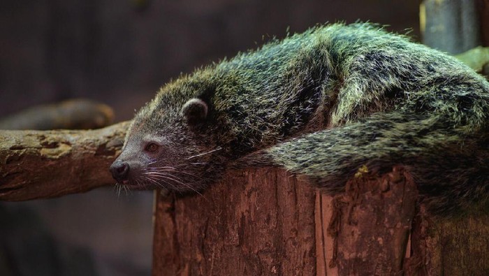 Fauna di Jakarta Aquarium.