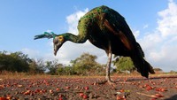 Sebanyak tiga burung Elang jenis Ular Bido, Elang Laut Perut Putih, Elang Brontok Fase Gelap dan 4 burung Merak Hijau dilepasliarkan di Taman Nasional Baluran.