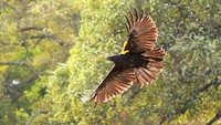 Elang-ular bido (Spilornis cheela) terbang saat dilepasliarkan di Taman Nasional Baluran, Jawa Timur, Rabu (15/7/2020).