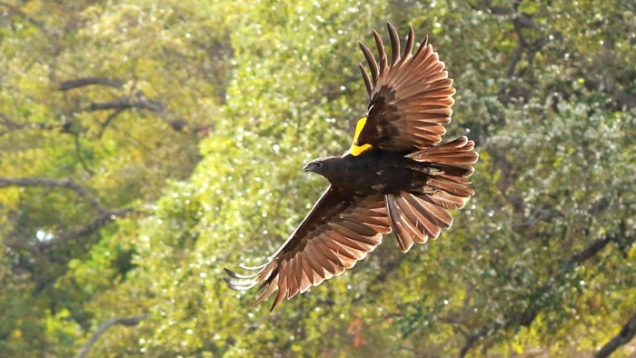 Burung Merak-Elang Laut Dilepasliarkan di Taman Nasional Baluran Sejumlah satwa dilepasliarkan di Taman Nasional Baluran, Jatim. Satwa yang dilepasliarkan yakni burung merak hijau hingga burung Elang Laut.