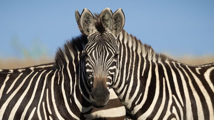 Ilusi optik foto zebra yang jadi viral.