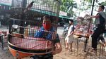 Kicau Mania, Pakai Maskernya Dong