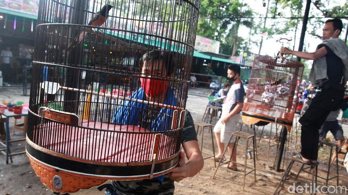 Masih banyak orang yang mengabaikan penggunaan masker saat pandemi COVID-19 ini. Seperti yang dilakukan para pecinta burung berkicau ini.
