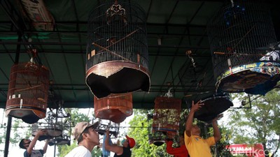 Kicau Mania, Pakai Maskernya Dong