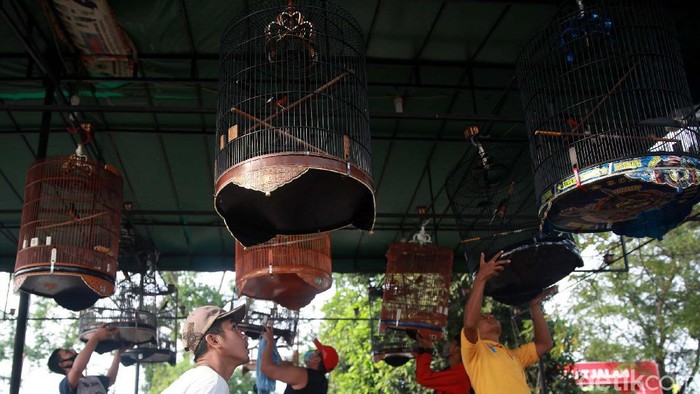Kicau Mania, Pakai Maskernya Dong Masih banyak orang yang mengabaikan penggunaan masker saat pandemi COVID-19 ini. Seperti yang dilakukan para pecinta burung berkicau ini.