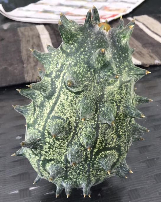 Kiwano Buah Misterius
