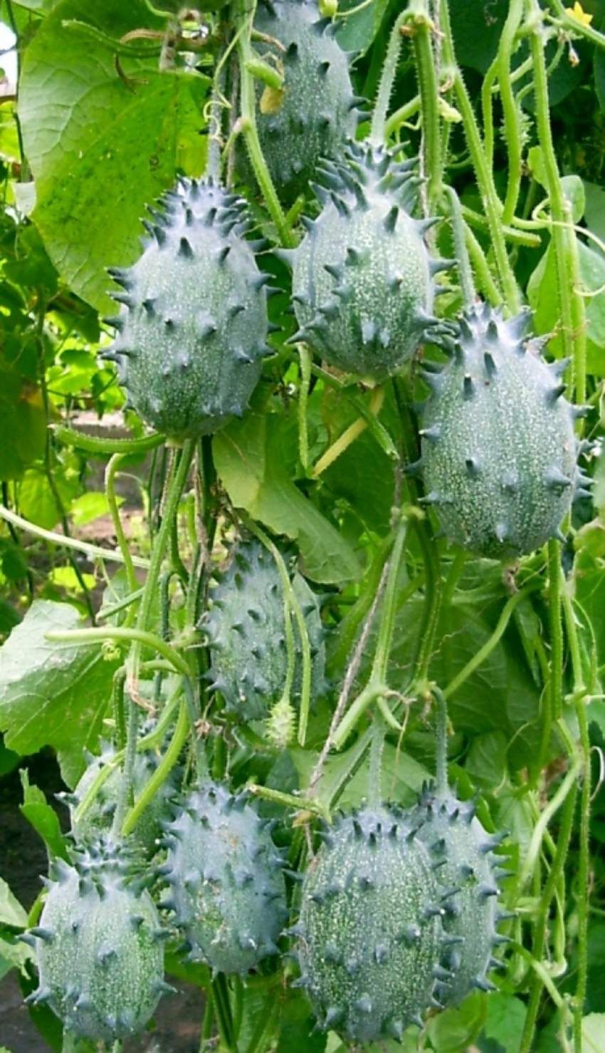 Kiwano Buah Misterius