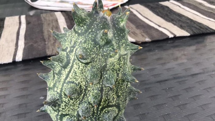 Kiwano Buah Misterius