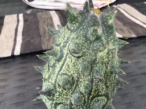 Penuh Duri, Buah Misterius Ini Jadi Perdebatan Netizen